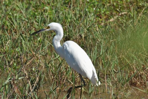 ave fauna bird