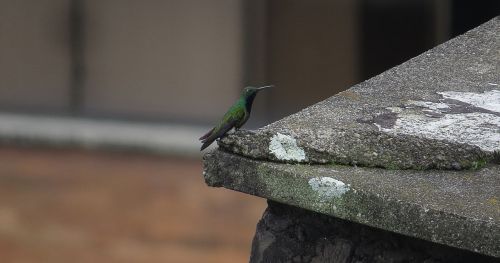 ave bird hummingbird