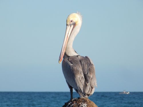 ave pelican beach