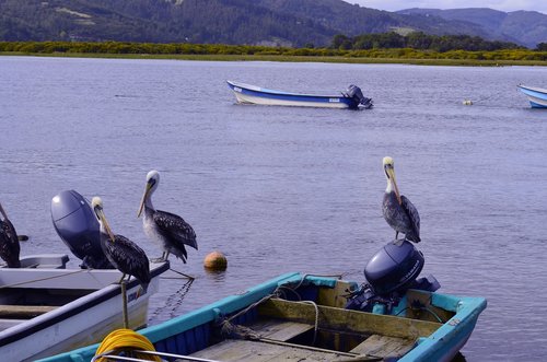 ave  pelican