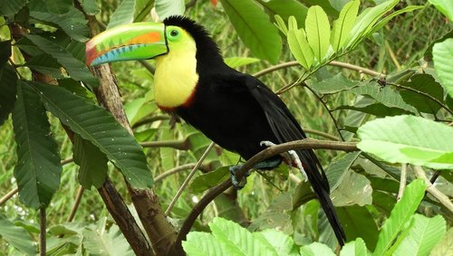 ave  bird  tucan