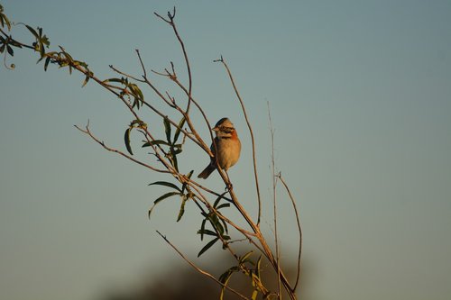 ave  sparrow  nature