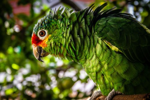 ave  parrot  exotic