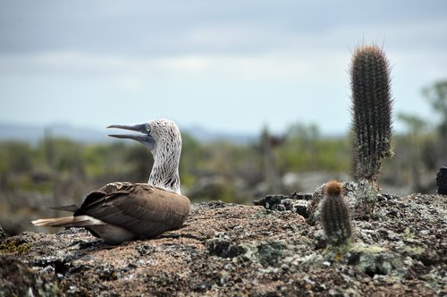 ave  galápagos  booby
