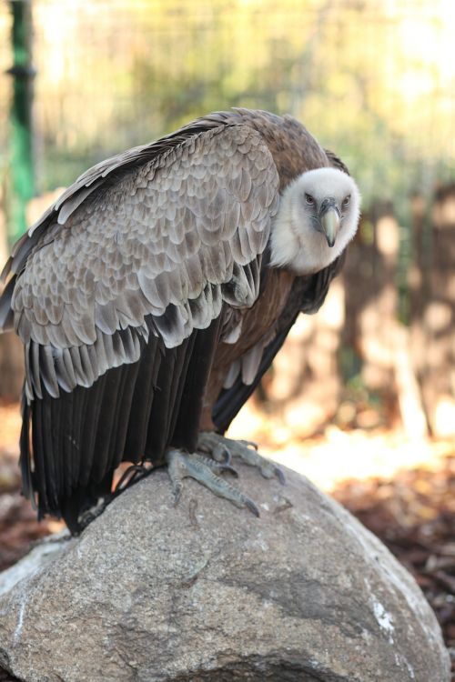 ave bird vulture