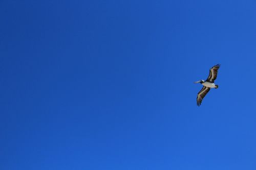 ave sky pelican