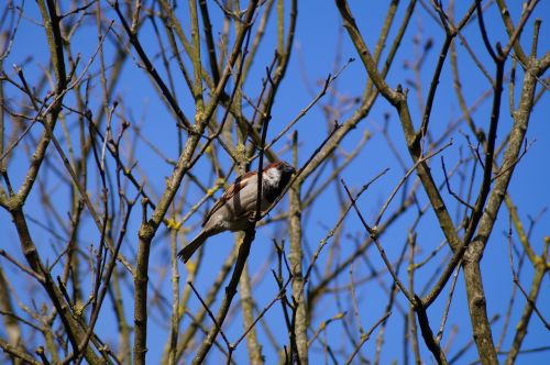 sparrow autumn ave