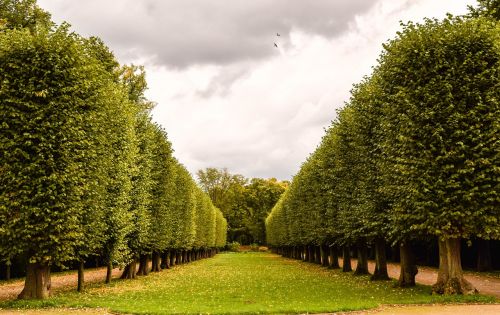 avenue tree park