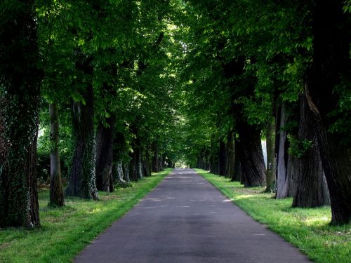 avenue trees road