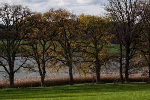 avenue trees away