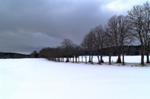 avenue tree snow