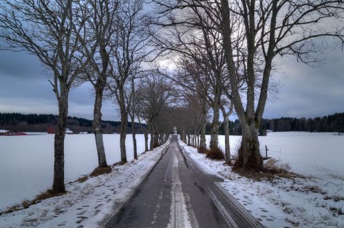 avenue tree snow