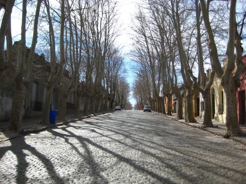 avenue cobbles trees