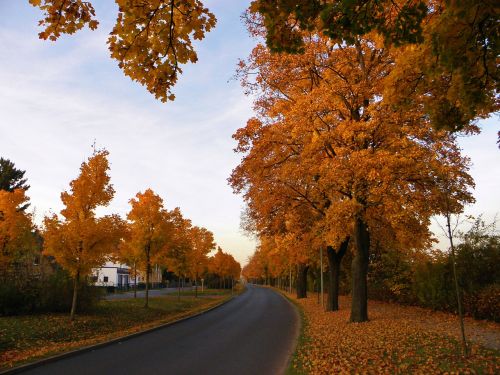 avenue autumn landscape trees