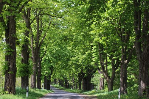 avenue landscape tree lined avenue