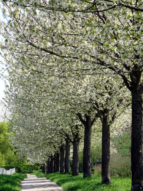 avenue  cherry blossom  flowers