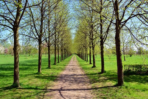 avenue  park  tree