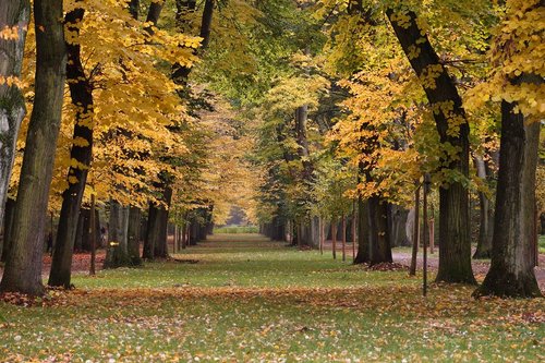 avenue  tree  away