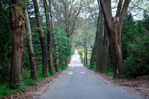 avenue  gil  landscape