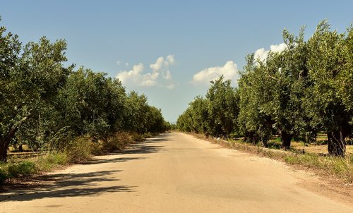 avenue  trees  olive trees
