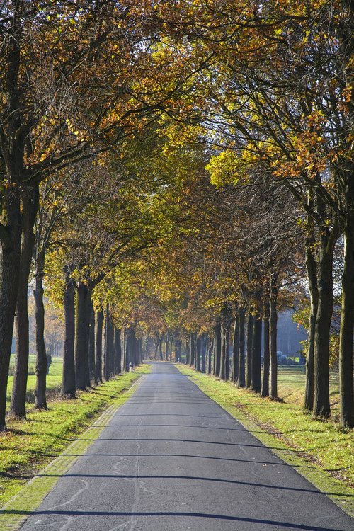 avenue  trees  road