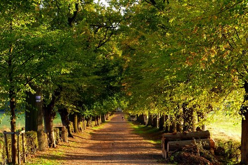 avenue  autumn  forest