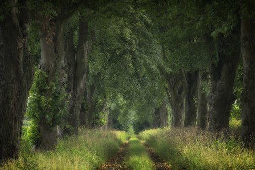 avenue  green  nature