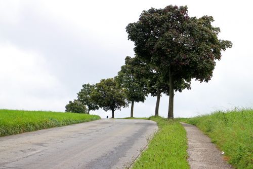 avenue road trees