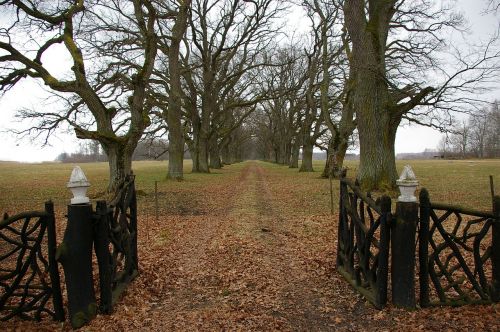 avenue gates oak trees
