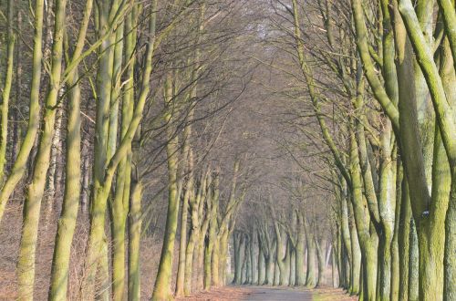 avenue tree lined avenue forest path