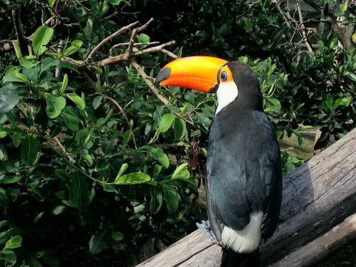aves vida selvagem tropical