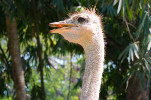 Ostrich