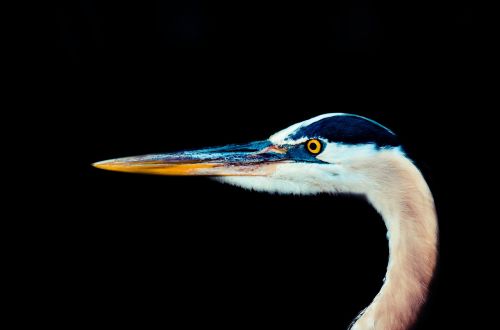 aviary bird bill