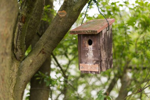 aviary forest tree