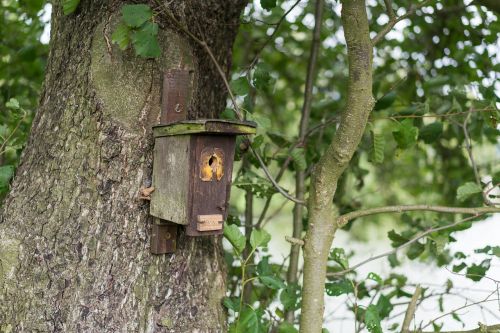 aviary forest tree