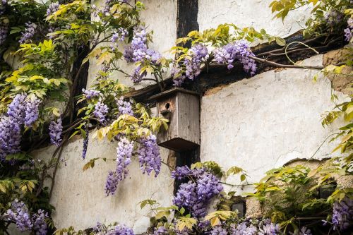 aviary truss wisteria