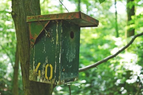 aviary bird bird feeder