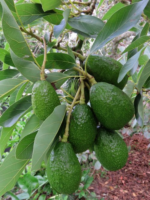 avocado fruit tree