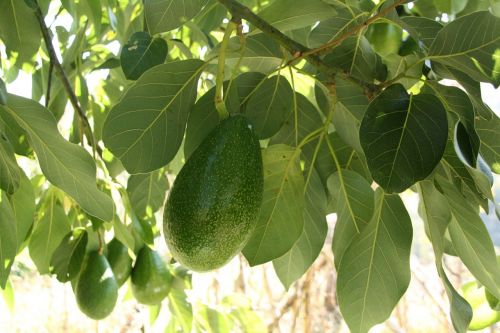 avocado tree branch