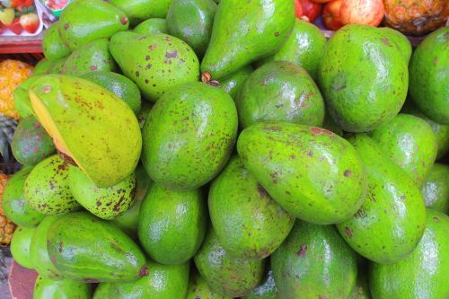 avocado gallery fruit
