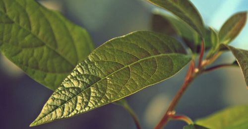 avocado plant nature