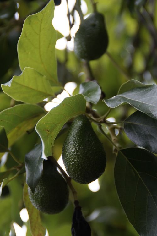 avocado avocado tree plant