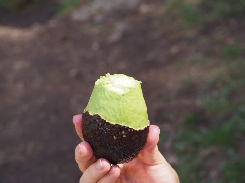 avocado green fruit