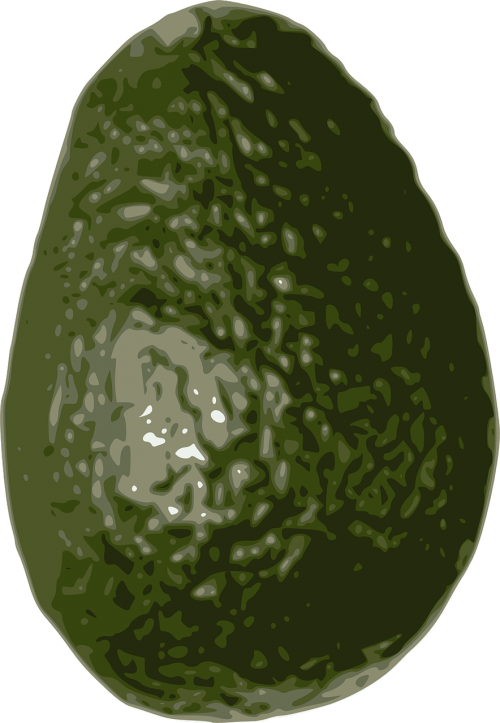 avocado fruit tropical