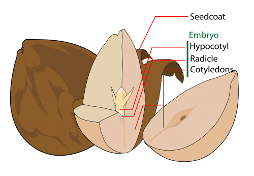 avocado science biology