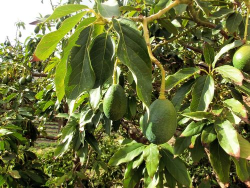 avocado tree plant