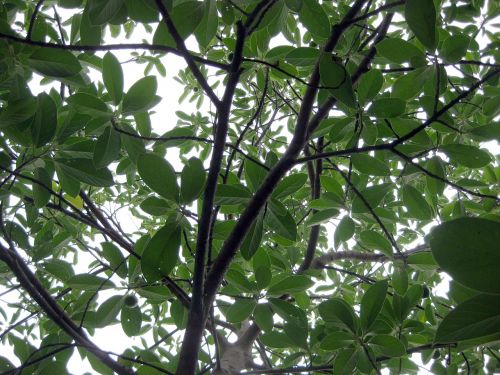 avocado tree plant