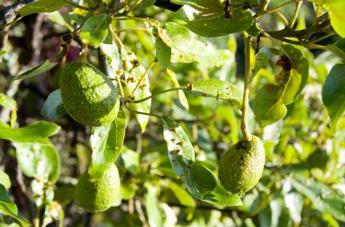 avocado fruit tree