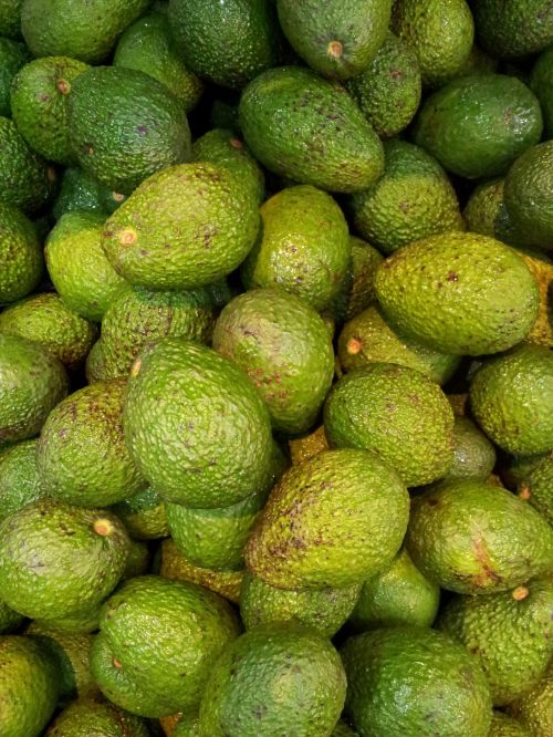 Avocado Fruit