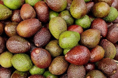 avocados  exotic  fruit